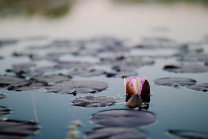 Loving-kindness meditation practice