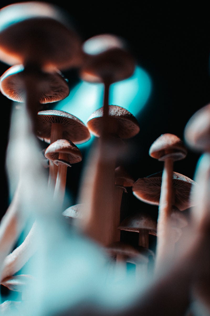 A cup of mushroom coffee with medicinal mushrooms