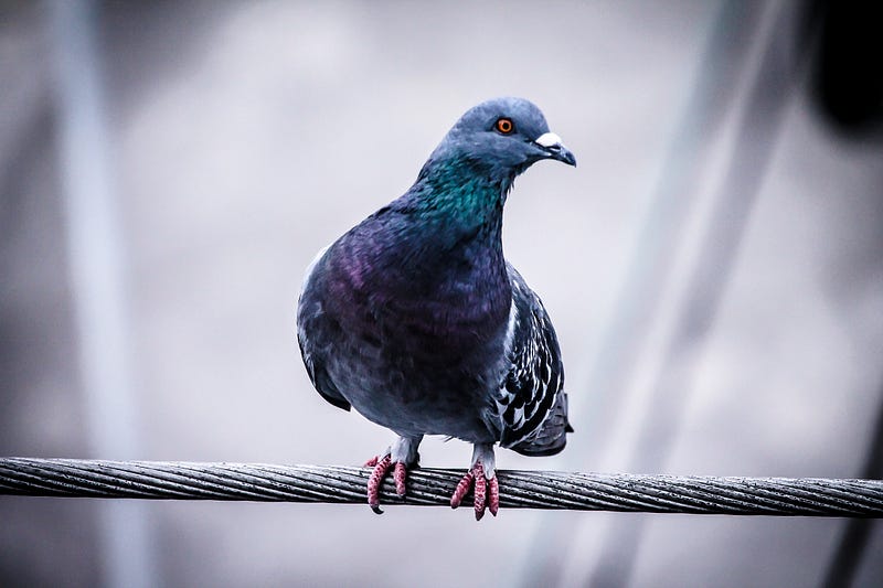 Homing pigeons: A historical communication method