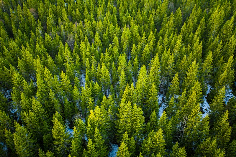 Serene landscape of Nordmarka, Oslo