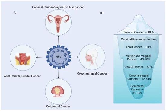 HPV-related cancers and their prevalence