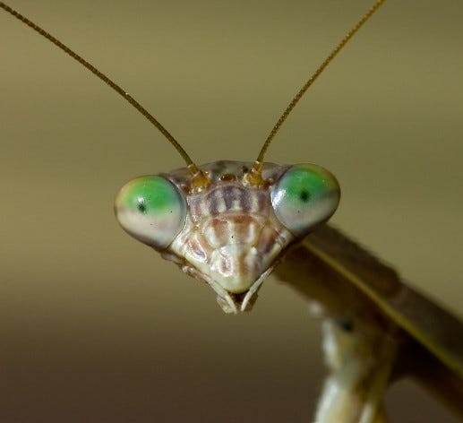 Praying mantis, a symbol of nature's mysteries