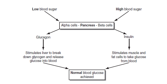 The pancreas's role in blood glucose maintenance