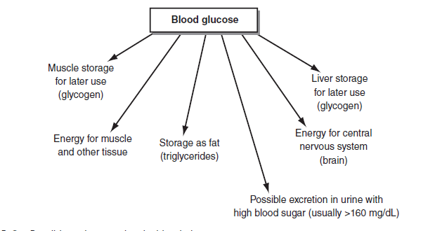 Pathways of blood glucose utilization in the body