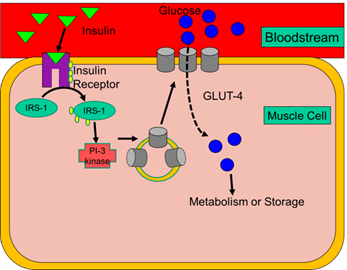 Mechanism of glucose uptake via GLUT4 during exercise