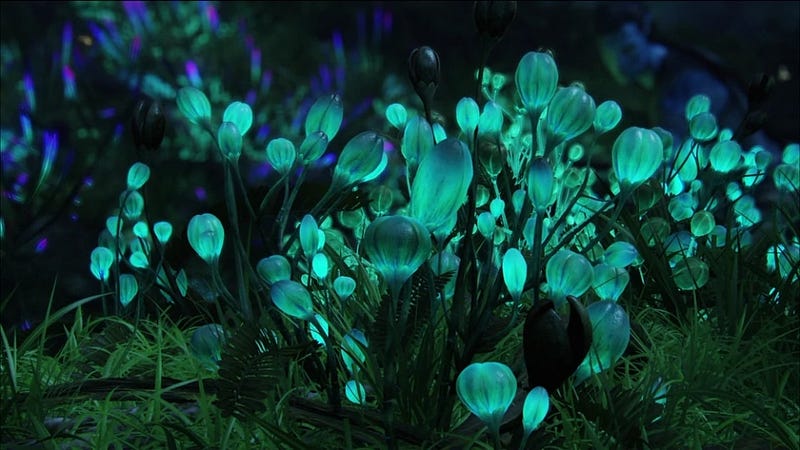 Bioluminescent flora on Pandora