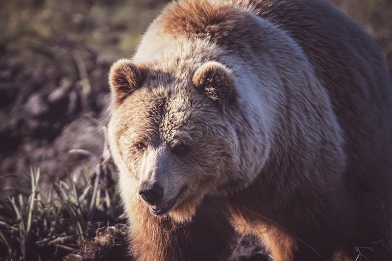 Grizzly bear with formidable jaws