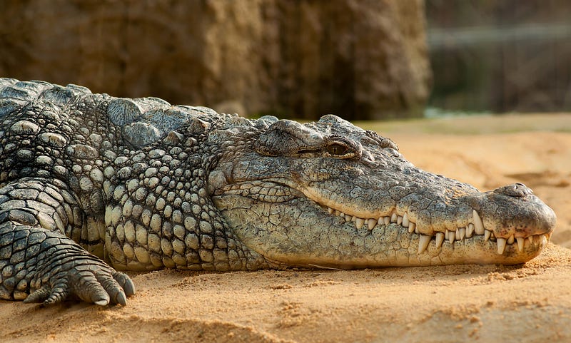 Saltwater crocodile showcasing its powerful jaws