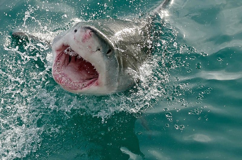 Great white shark displaying its formidable teeth