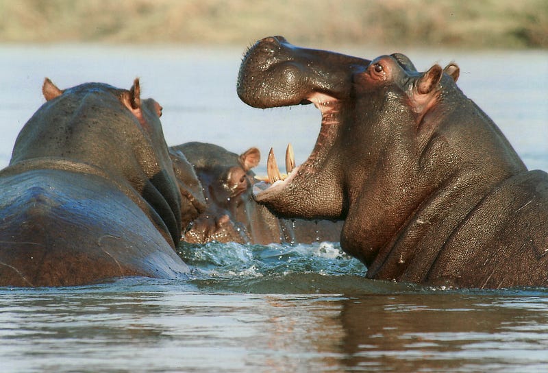 Hippopotamus showcasing its impressive jaws