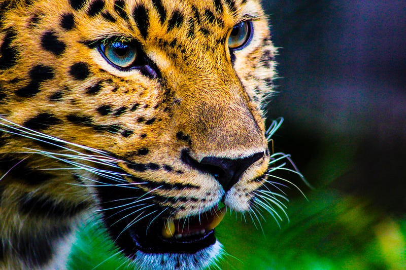 Jaguar demonstrating its powerful bite