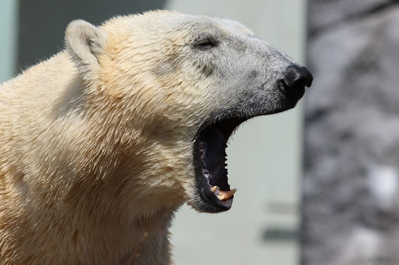 Polar bear with powerful jaws