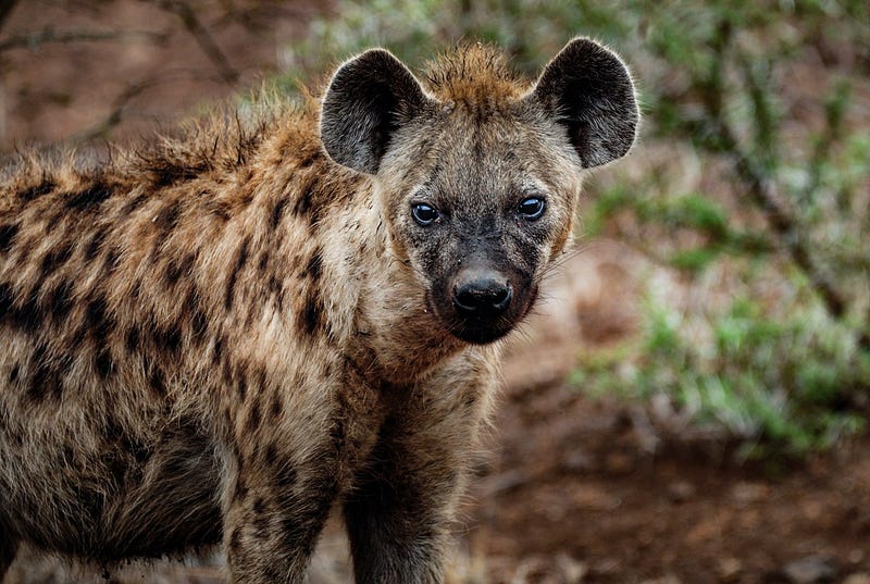 Hyena with strong jaws