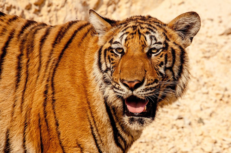 Bengal tiger exhibiting its impressive fangs