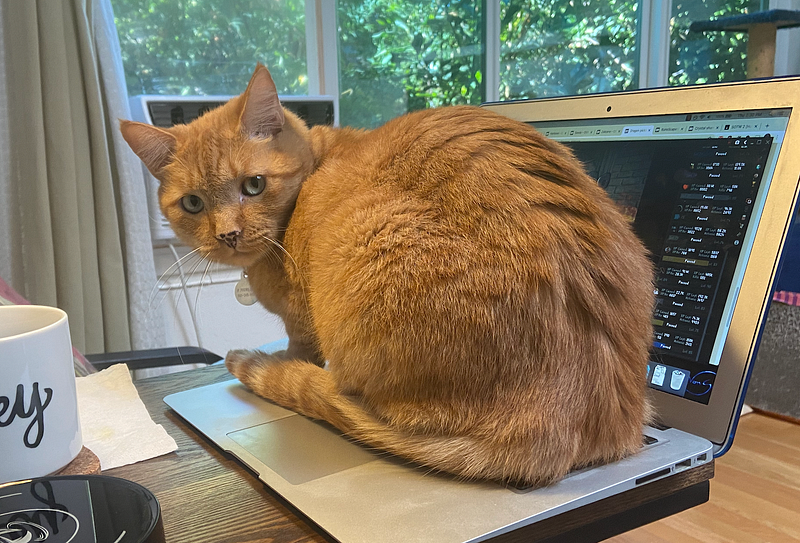 Author's cat enjoying a moment of relaxation.