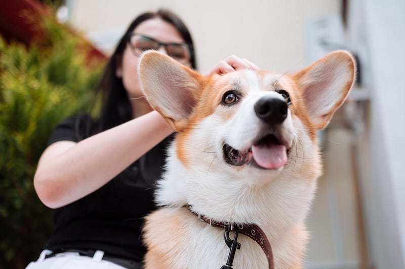 Engaging with dogs enhances human cognitive functions.