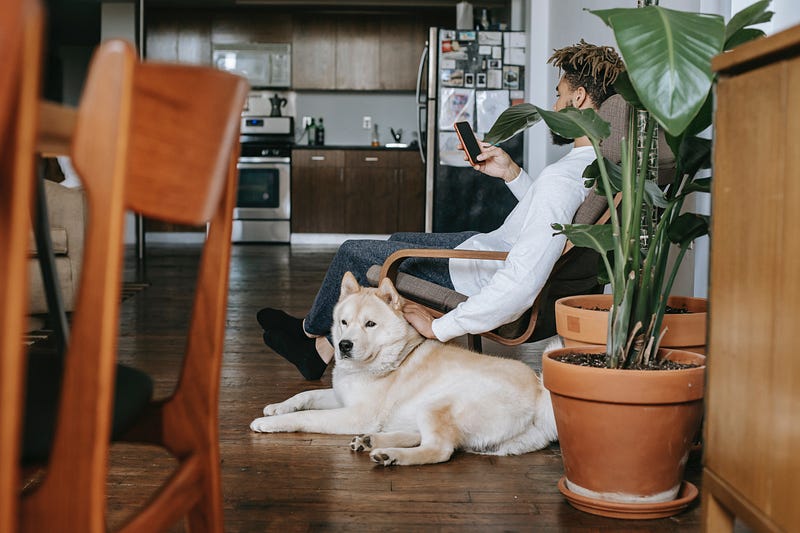 Observing dog behavior enhances human emotional responses.