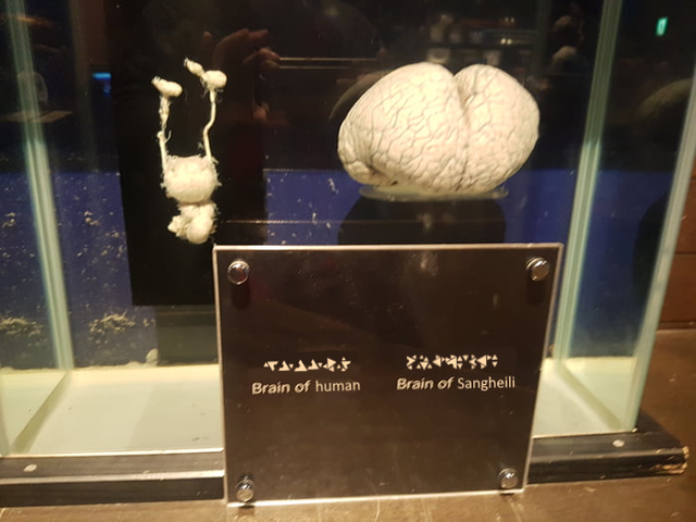 Dolphin vs Shark Brain Comparison