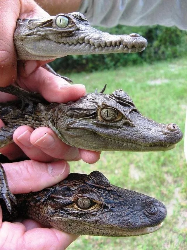 Crocodiles, Caimans, and Alligators Comparison