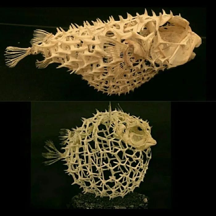 Pufferfish Skeleton Comparison