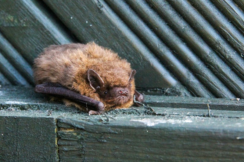 Bat using echolocation to navigate