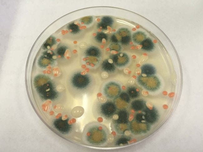 Bacteria thriving on the International Space Station