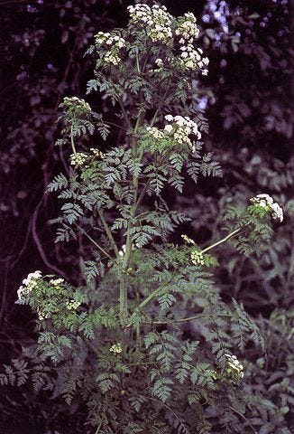 Deadly Hemlock Plant