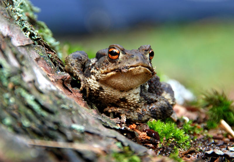 Climate change impact on ecosystems and public health