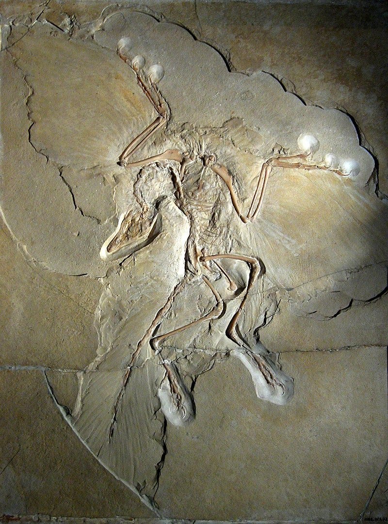 Archaeopteryx lithographica specimen