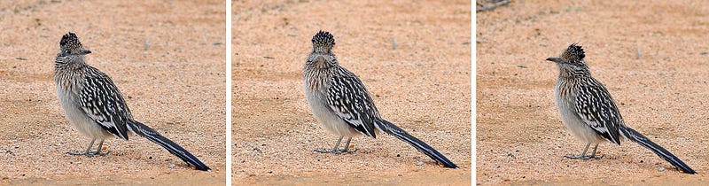 Greater roadrunner