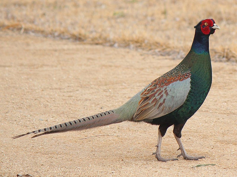 Male Green Pheasant