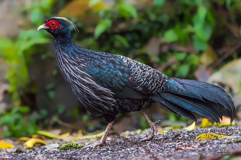 Male Kalij Pheasant