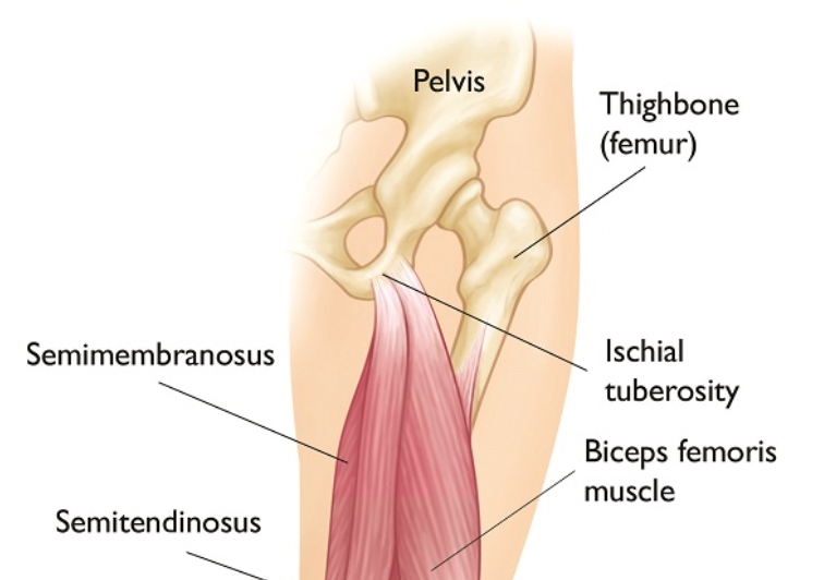 Understanding hamstring anatomy and injury prevention