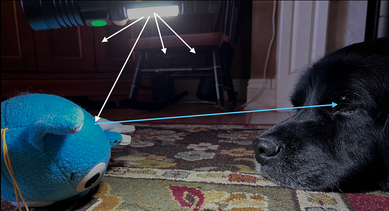 Illustration showing how a dog's eye perceives light from a toy