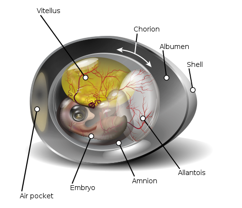 Image showing the Allantois in relation to the embryo