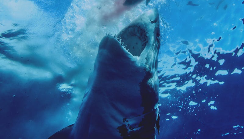 Skeleton of a prehistoric shark attack victim