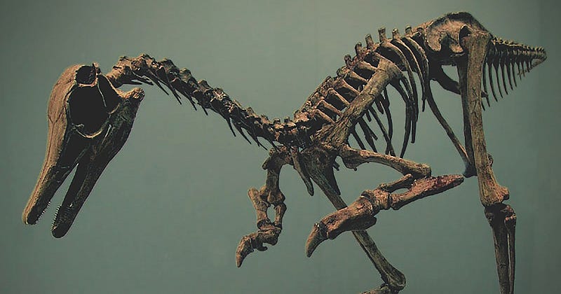 Reconstruction of Patagonykus puertai skeleton