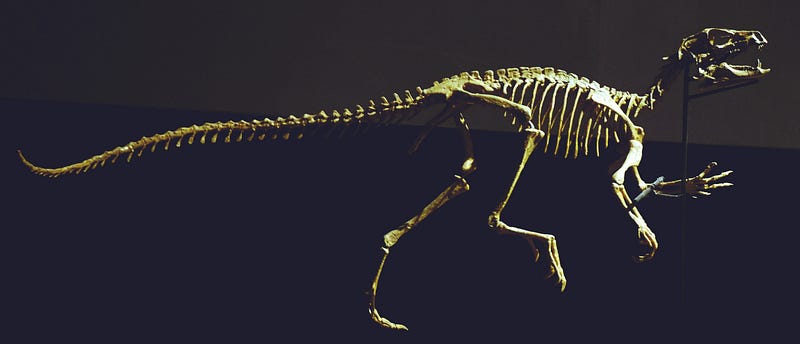 Heterodontosaurus skeleton