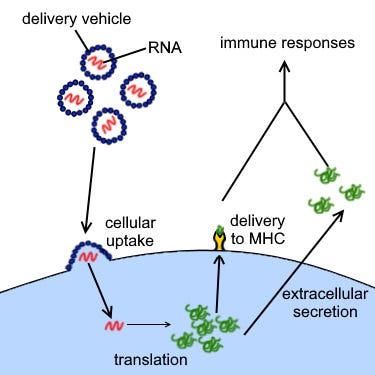 Overview of mRNA vaccine technology