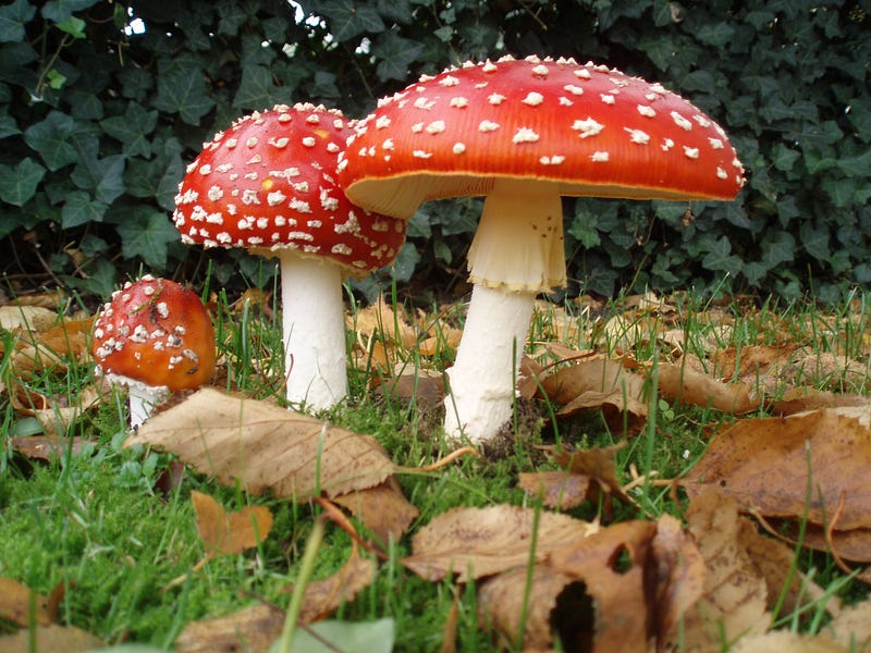 Amanita muscaria mushroom