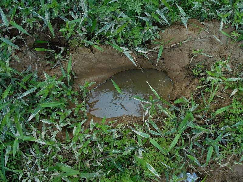 Elephant track creating a habitat for frogs