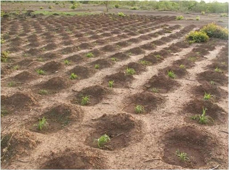 Zaï pits enhancing soil fertility