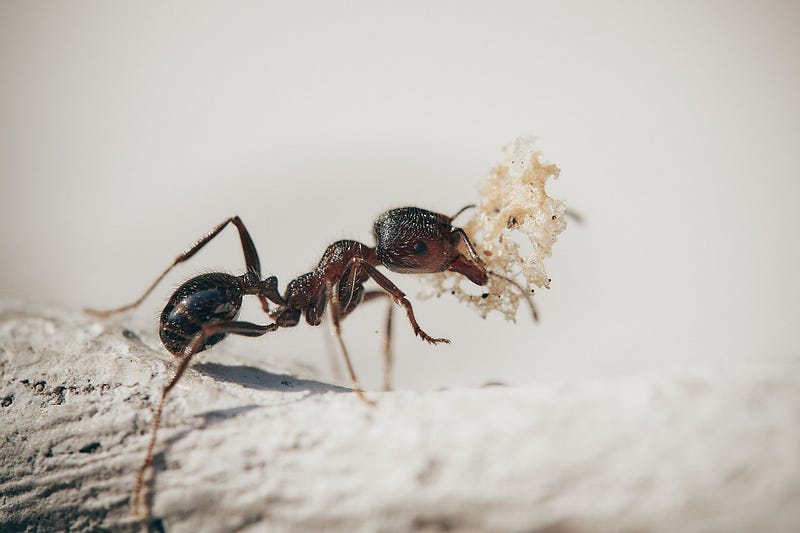 Close-up view of an ant's face