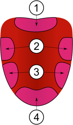 Tongue taste map illustrating bitter, sour, salty, and sweet zones.