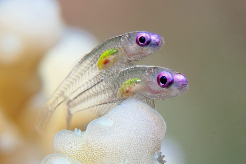 Tiny goby, Eviota, illustrating extreme size differences