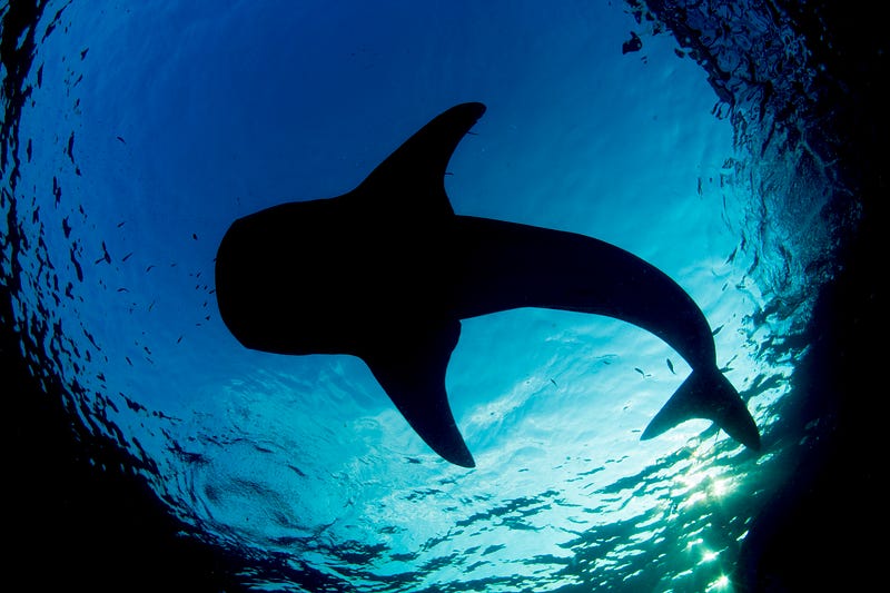 The whale shark, showcasing the benefits of large size