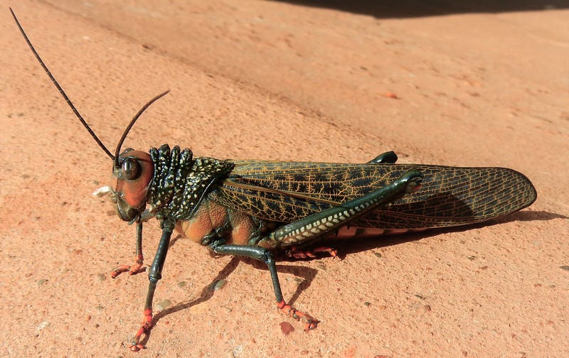 Grasshopper close-up showcasing its intricate structure