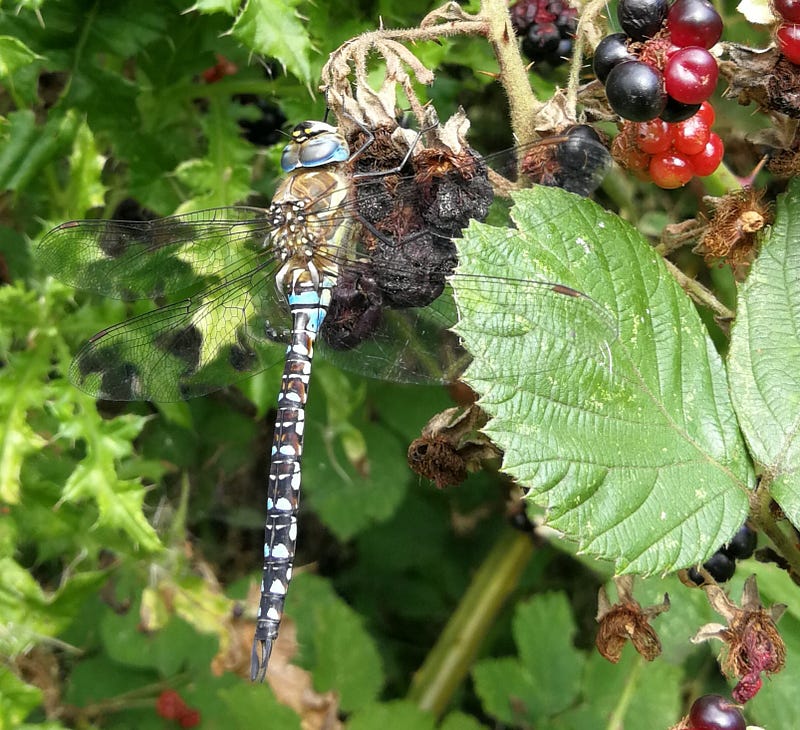 Dragonfly showcasing the beauty of insect anatomy