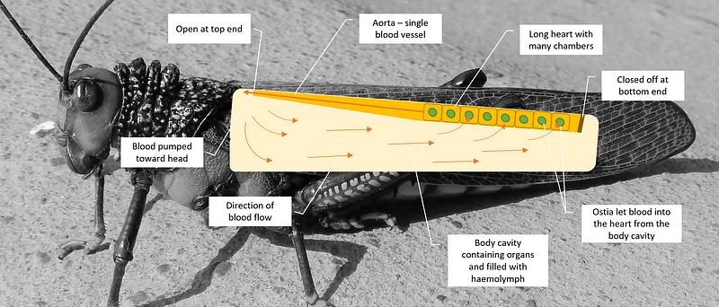 Diagram illustrating the insect circulatory system