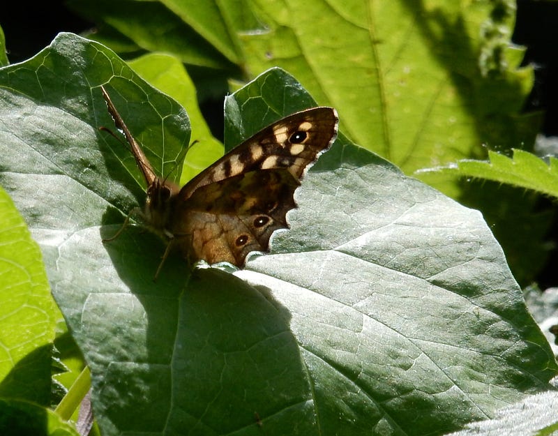 Speckled wood butterfly highlighting the diversity of insect life